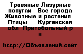 Травяные Лазурные попугаи - Все города Животные и растения » Птицы   . Курганская обл.,Притобольный р-н